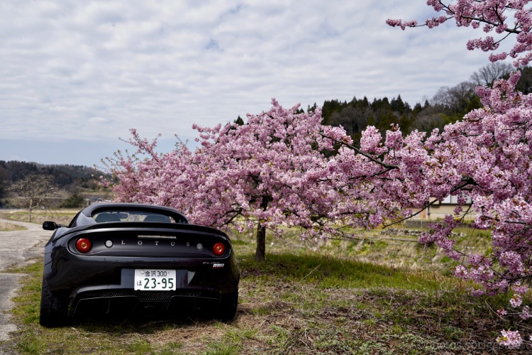 lotus and plum blossoms