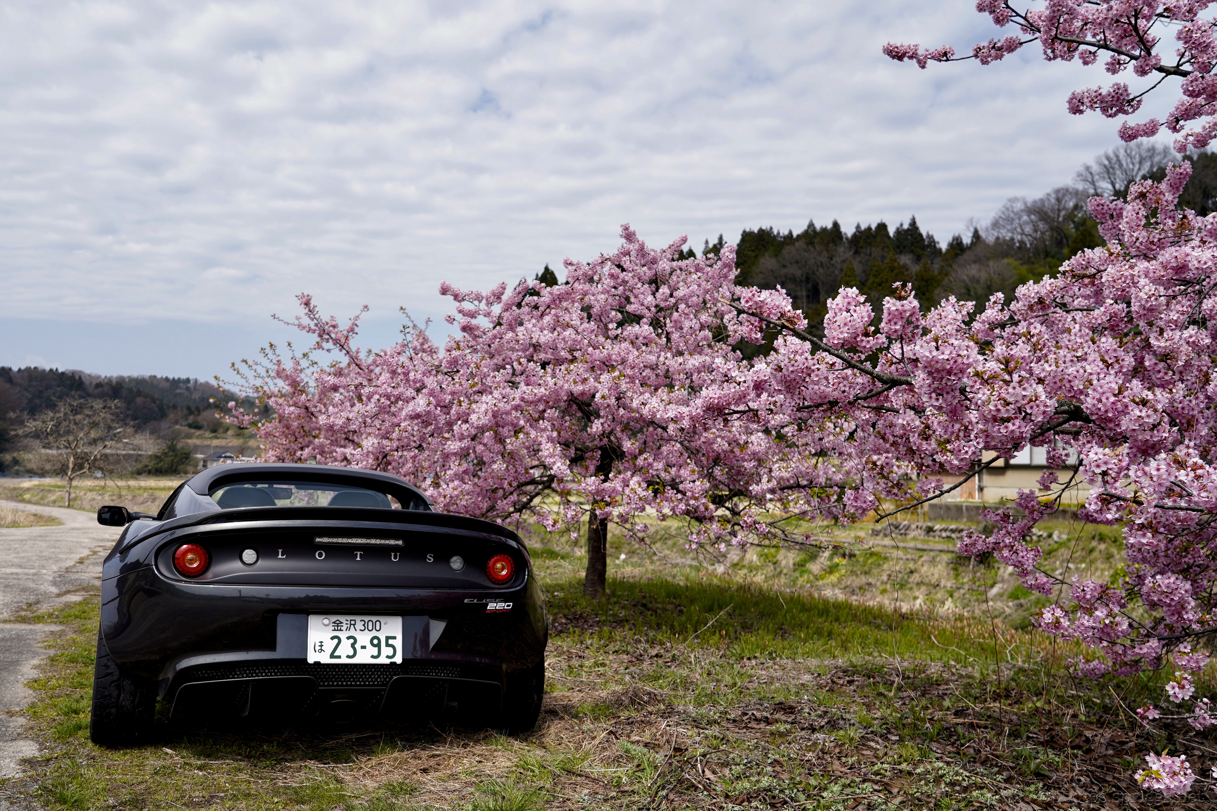 lotus and plum blossoms