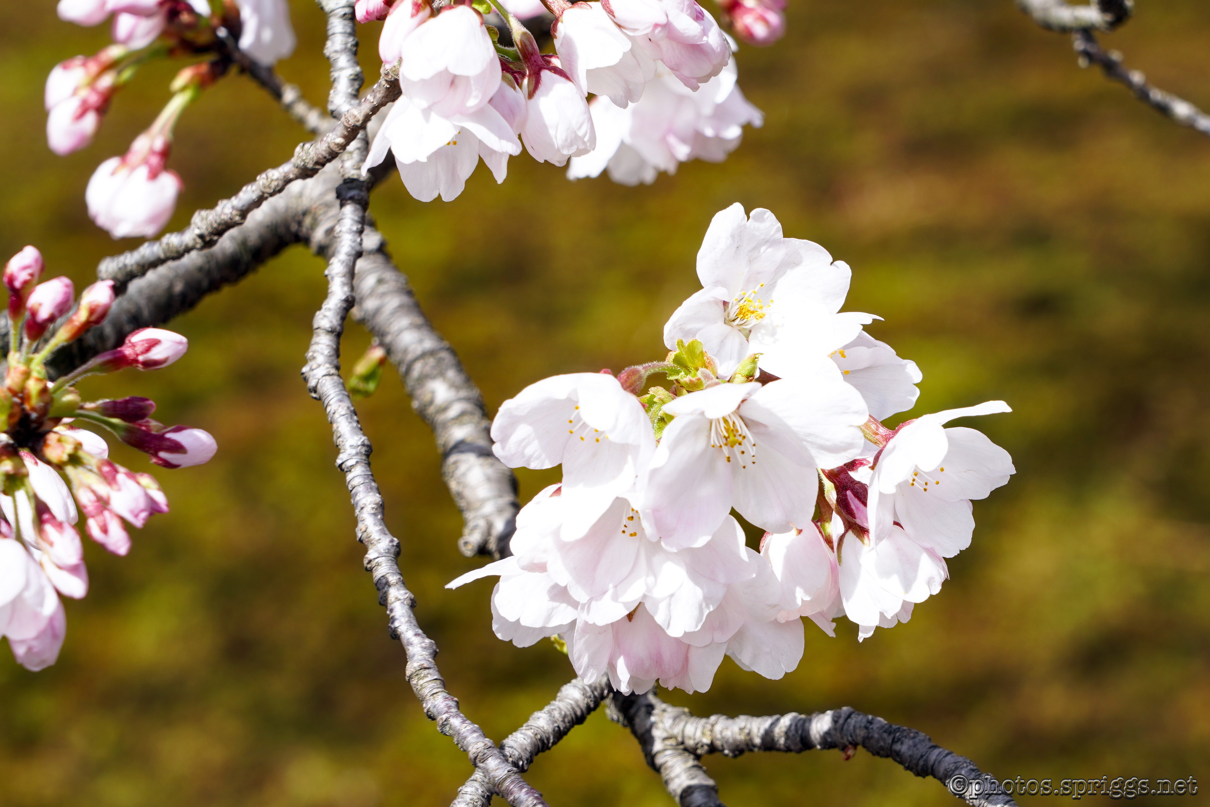 blossoms