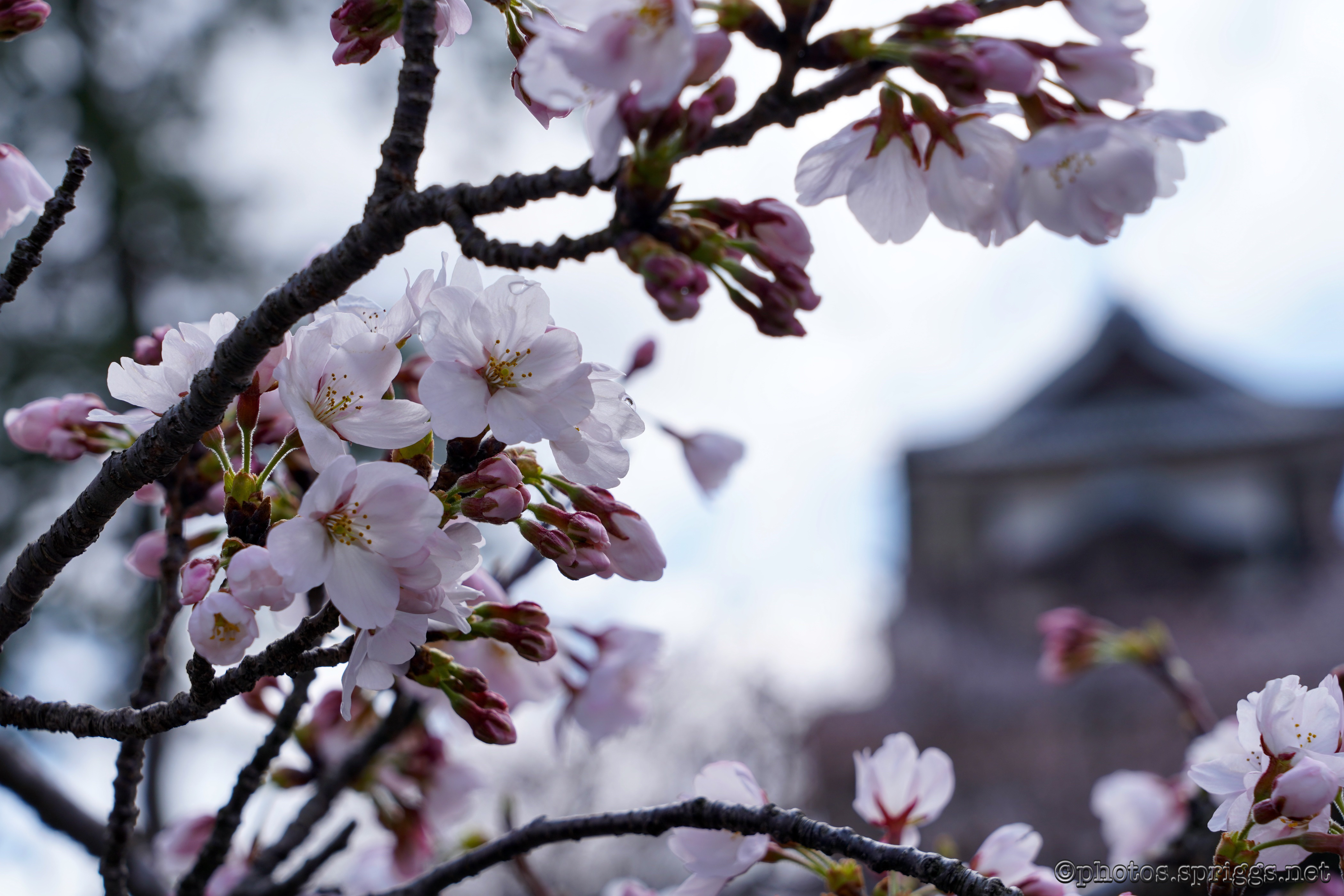 blossoms
