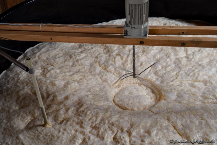 foaming yeast