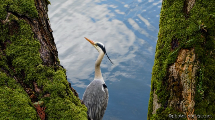 heron and forked trunk