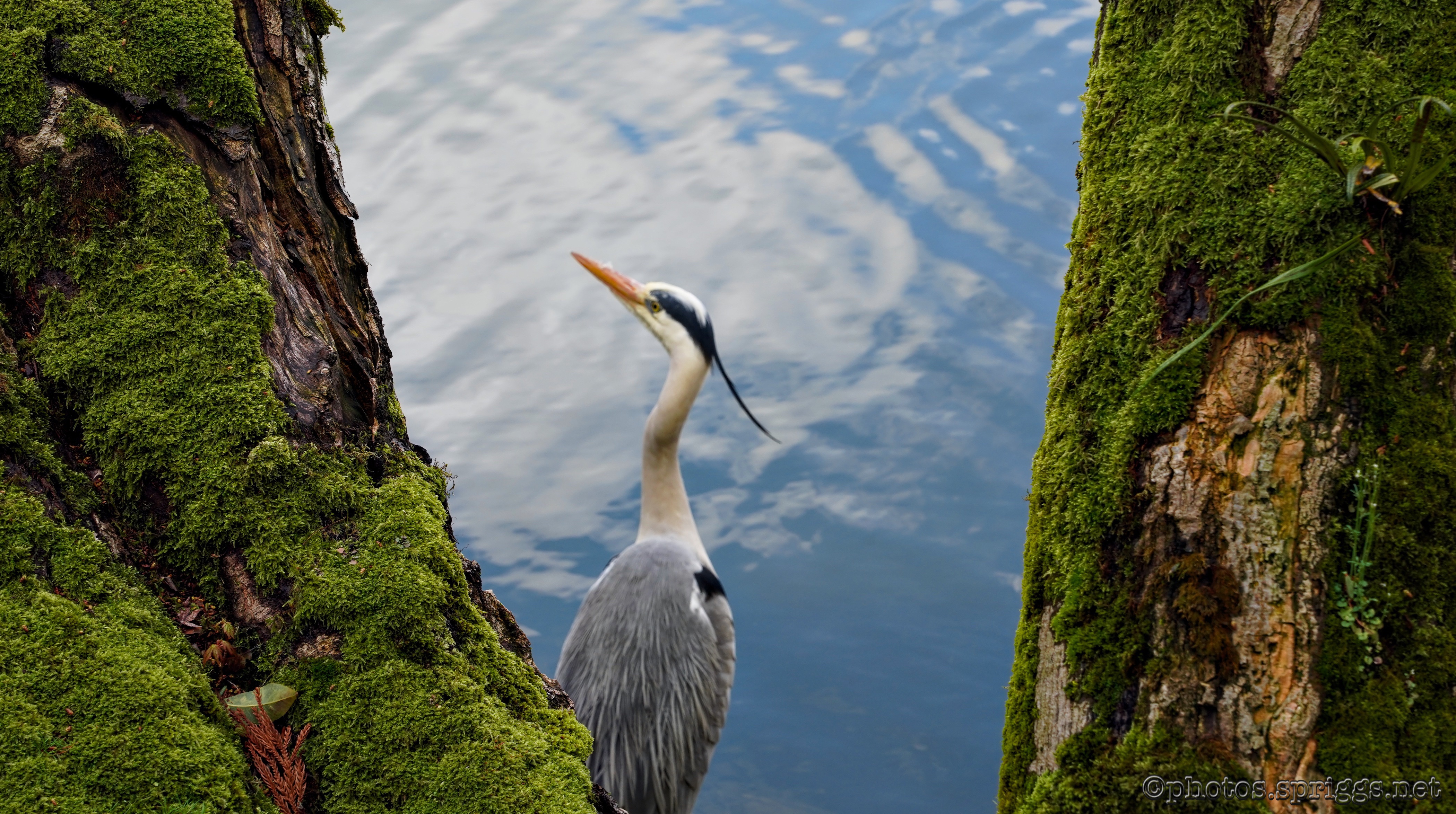 heron and forked trunk