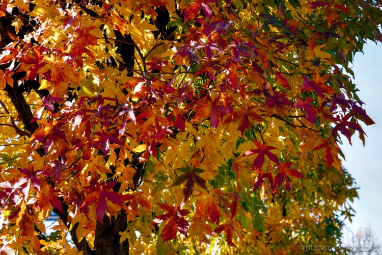 fall colours