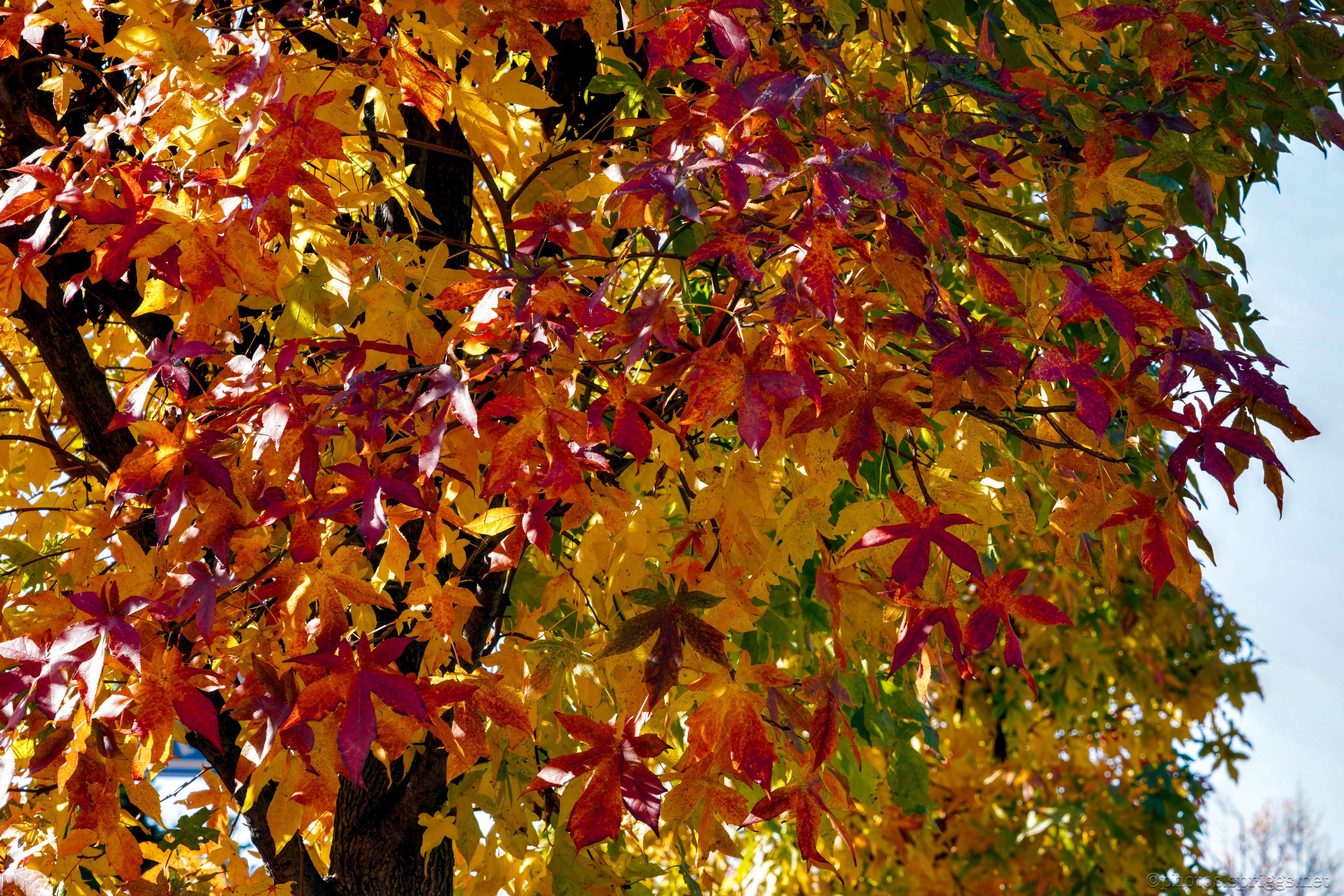 fall colours