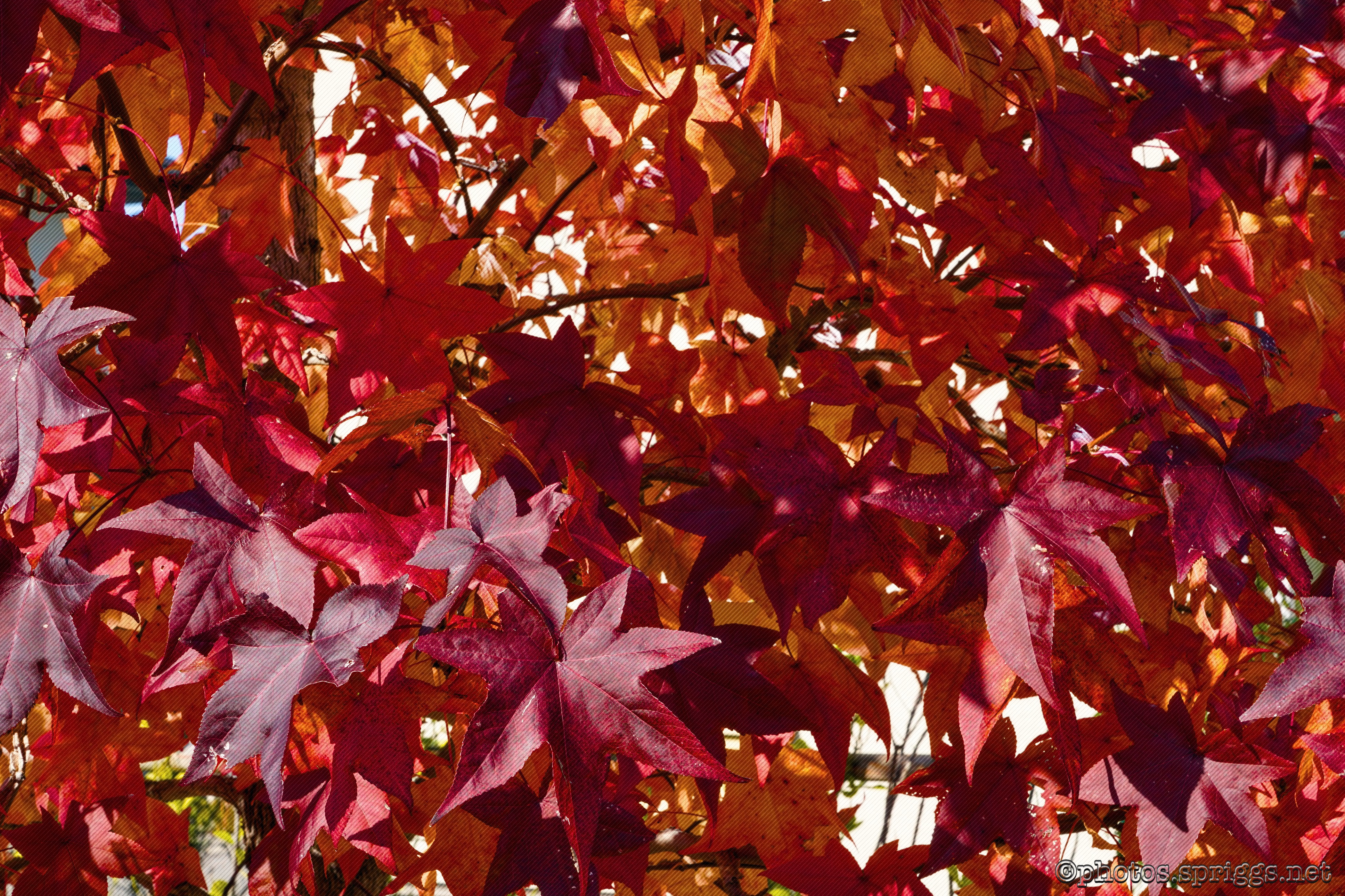 autumn colours