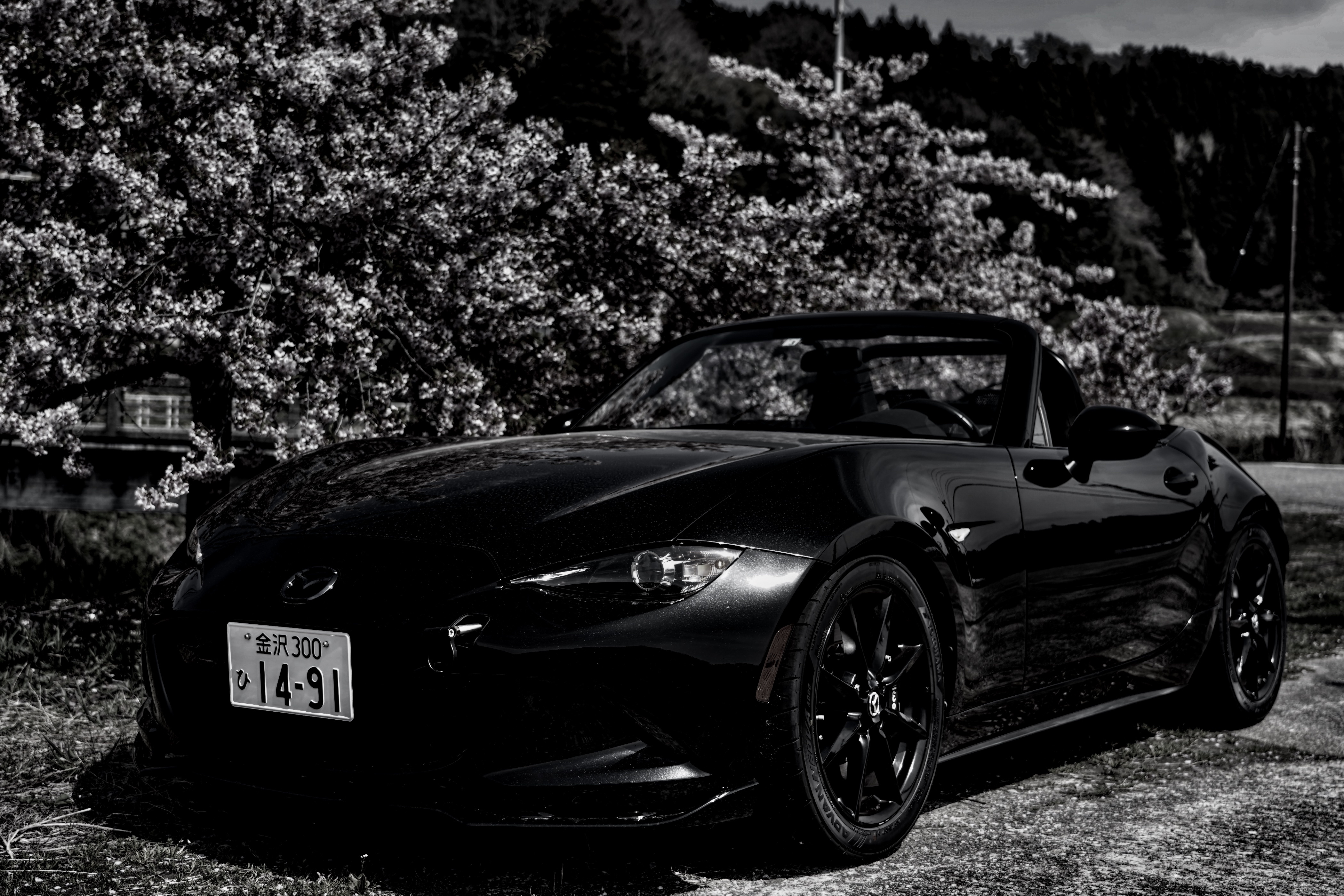 roadster and plum blossoms