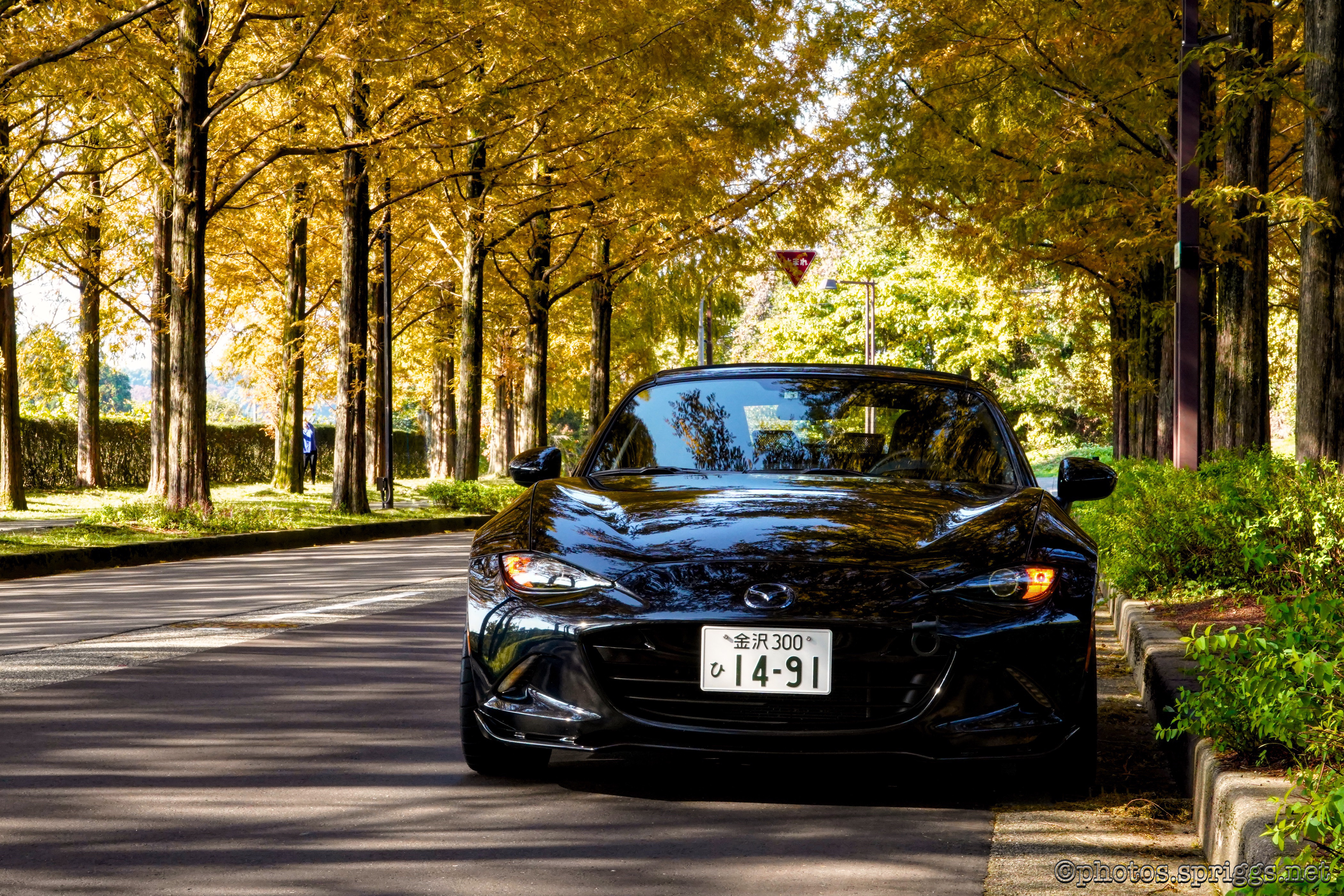 autumn colours