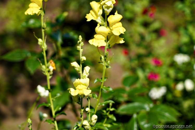 snapdragon